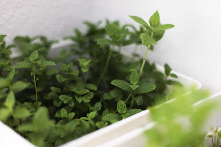 Überwinterung im Kübel