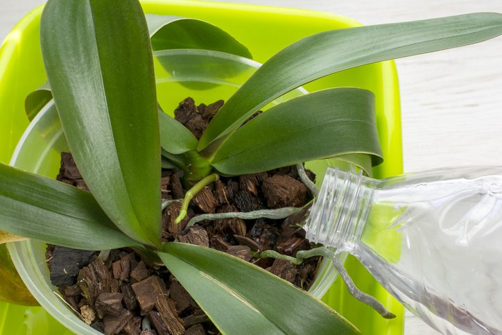 Ursachen für Spinnmilben an Orchideenblätter