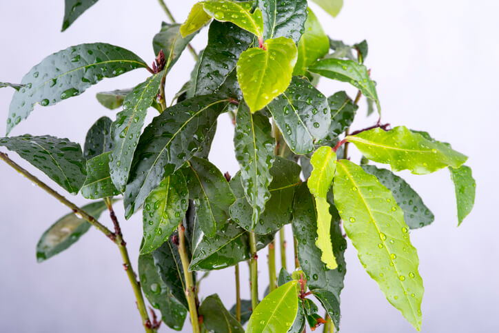 Ursachen für braune Blätter am Lorbeerbaum - Trockenheit und Staunässe