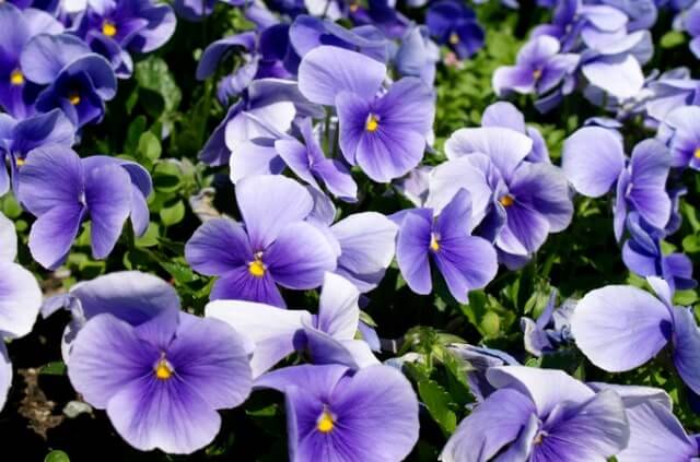 Veilchen im Steckbrief