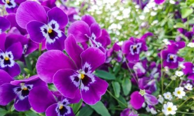 Veilchen und die Bedeutung der Farbe - Blumensprache verstehen