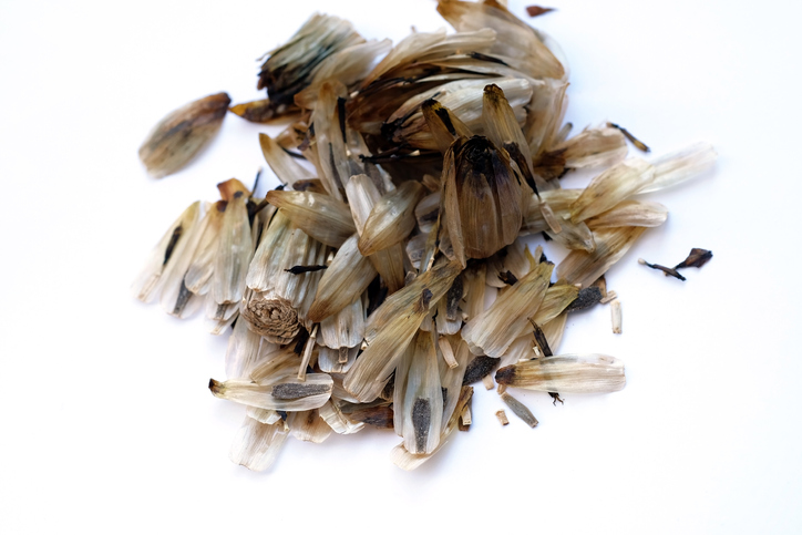 Vermehrung durch Samen