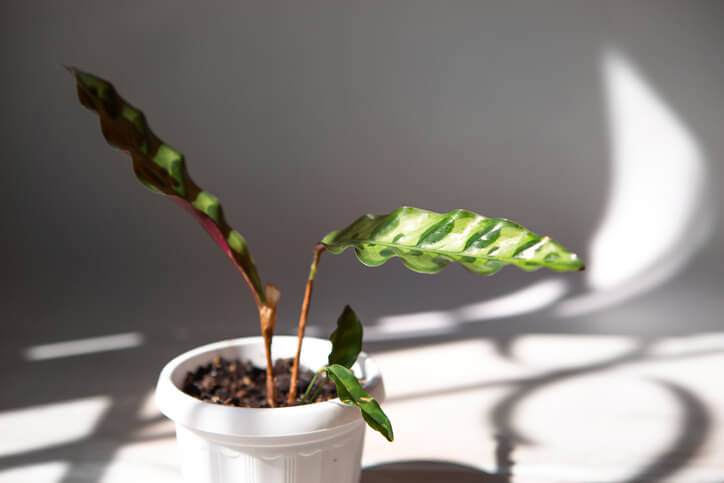 Vermehrung von Calathea