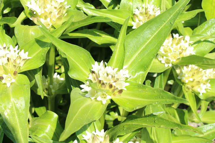 Verschiedene Blütenfarben