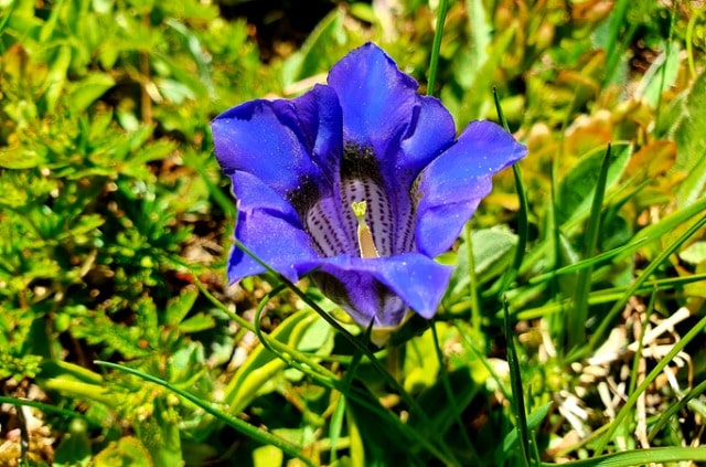 Verschiedene Enzianarten im Überblick