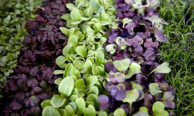 Verschiedene Kressesorten im Überblick