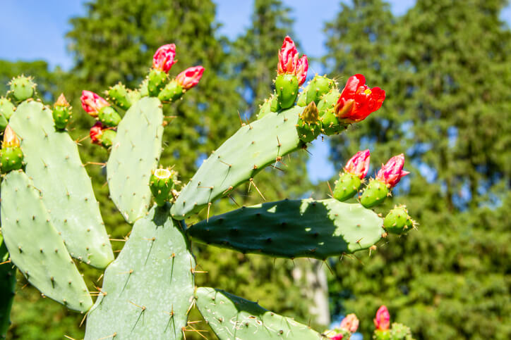 Verschiedene Opuntia-Sorten