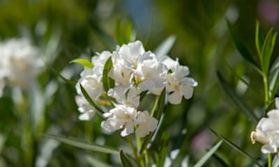 Vertrocknete Triebe am Oleander - Trockenfäule ist der häufigste Grund