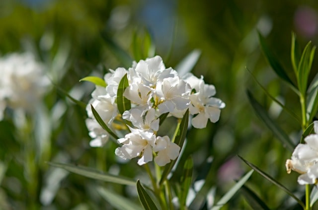 Vertrocknete Triebe am Oleander - Trockenfäule ist der häufigste Grund