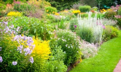Vorgarten mit Stauden gestalten