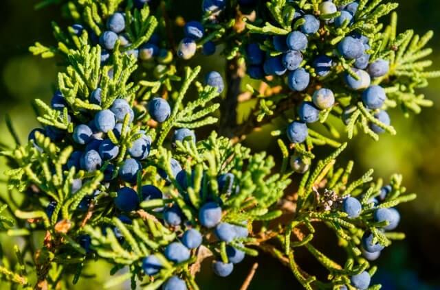 Wacholder Krankheiten rechtzeitig erkennen und behandeln