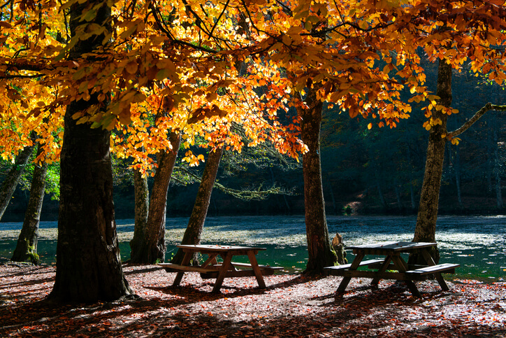 Wald, Land und Stadt