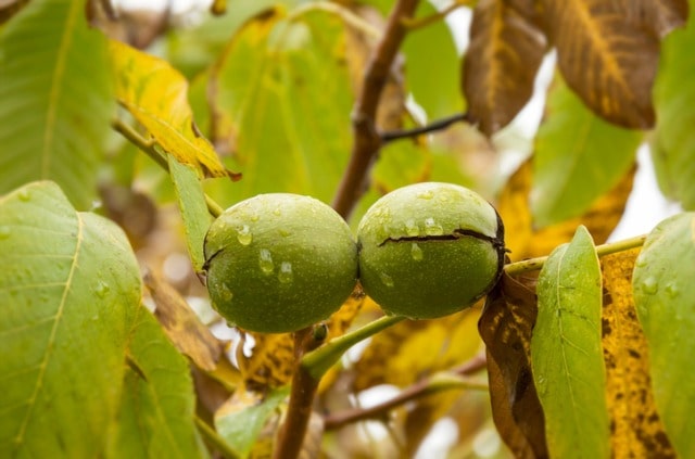 Walnussbaum veredeln - Zeitpunkt und Anleitung