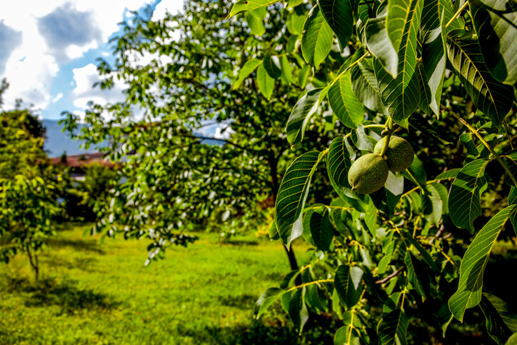 Walnussbaum veredeln steigert die Qualität der Nüsse