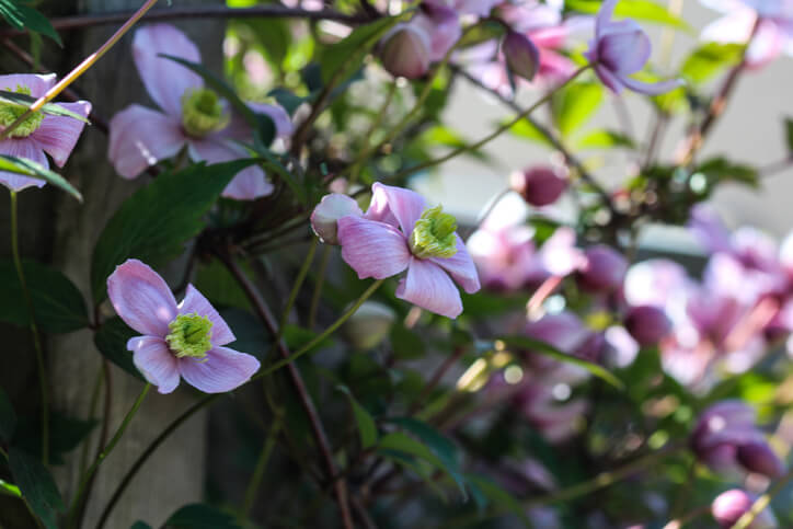 Wann ist der richtige Zeitpunkt für den Rückschnitt