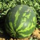 Wann ist eine Wassermelone reif für die Ernte