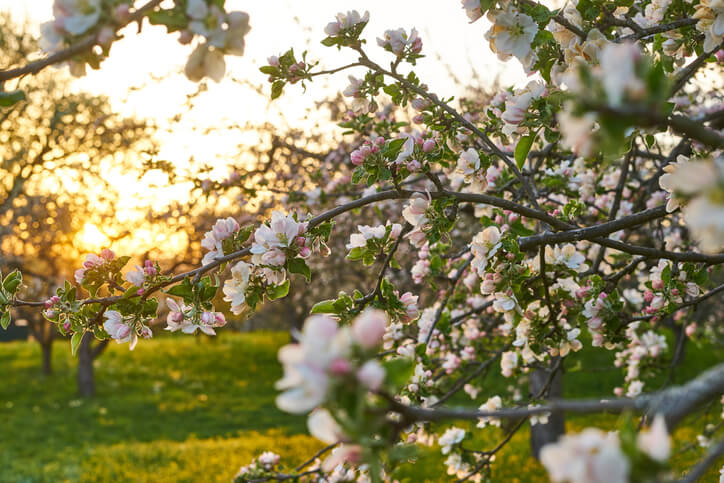 Wann wird ein Apfelbaum bestäubt