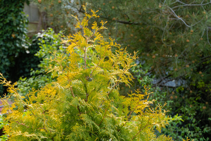 Warum wird die Thuja gelb