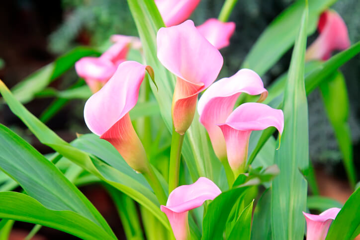 Was Sie über die Calla wissen sollten