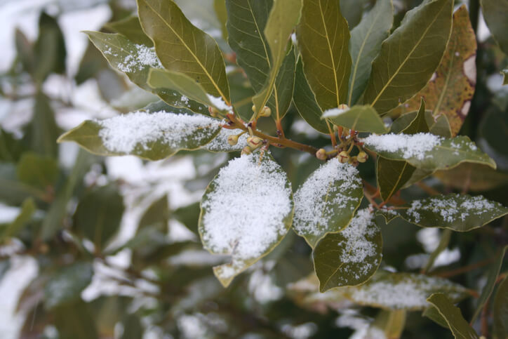 Was hilft bei Frostschäden