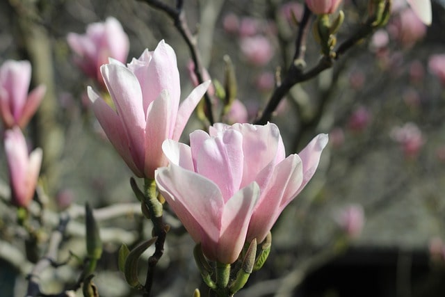 Was tun, wenn die Magnolie ihre Blätter verliert