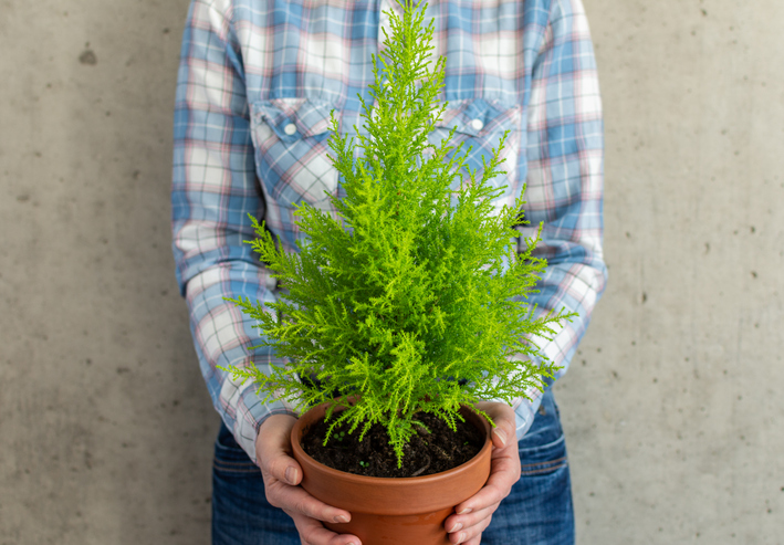 Was wird benötigt, um die Zypressen im Topf zu pflanzen