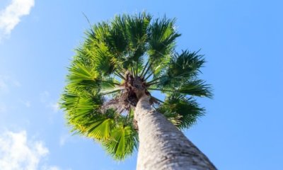 Washingtonia Robusta überwintern