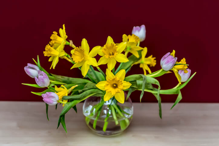 Wassermangel schädigt die Tulpen