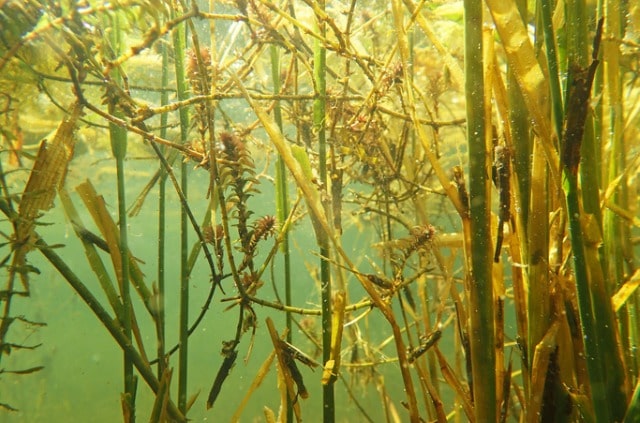 Wasserpest - welche Temperatur ist ideal