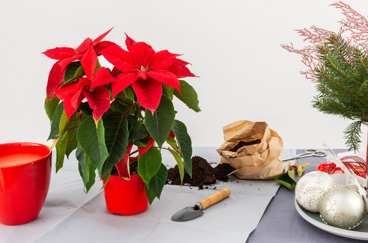 Weihnachtsstern richtig düngen