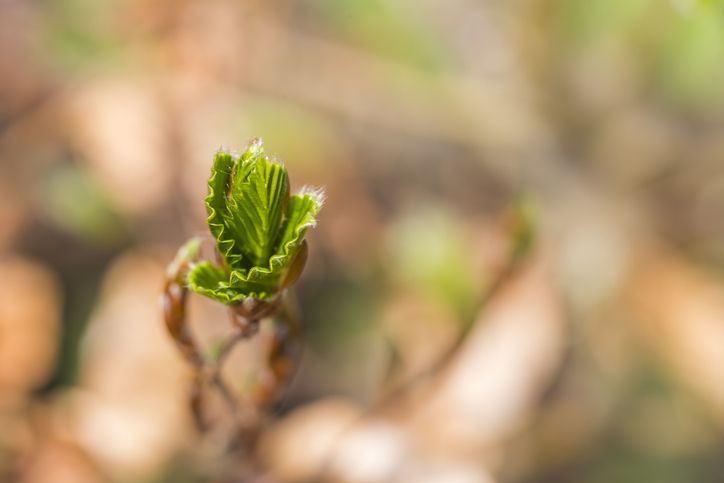 Welche Buchenhecken kann man umpflanzen