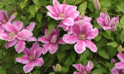 Welche Clematis Sorten gedeihen im Schatten