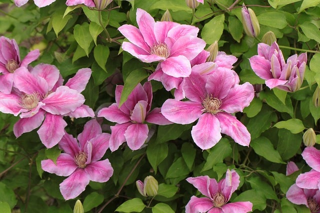 Welche Clematis Sorten gedeihen im Schatten