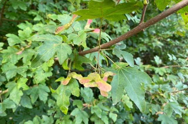 Welche Höhe erreicht Feldahorn