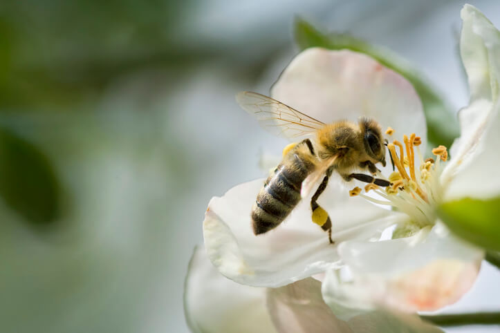 Welche Insekten bestäuben Apfelbäume