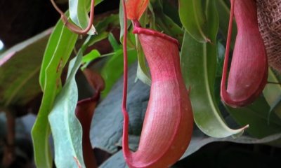 Welches Substrat braucht Nepenthes