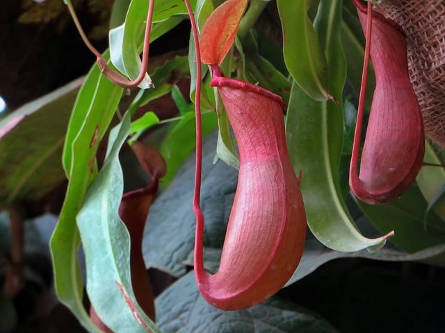 Welches Substrat braucht Nepenthes