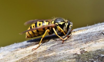 Wespen im Fensterrahmen entfernen