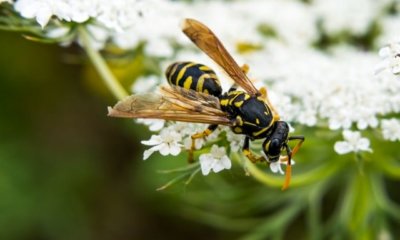 Wespen im Frühjahr effektiv vertreiben