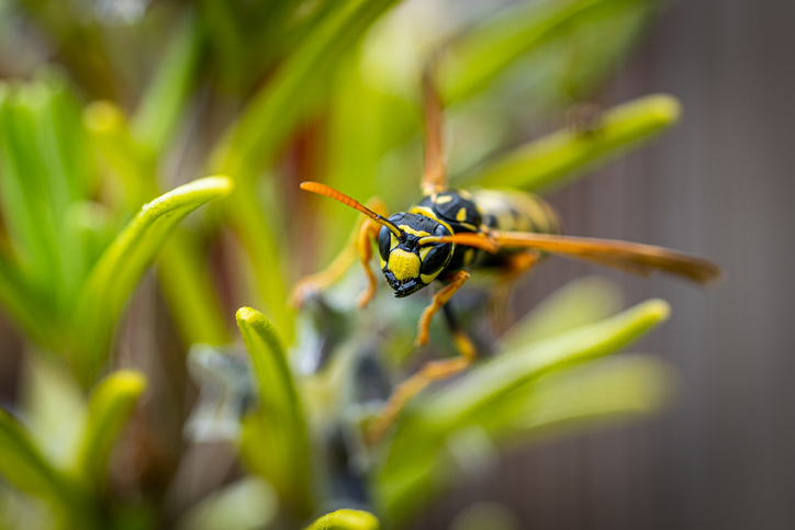 Wespen vertreiben - der Schlaue sorgt vor