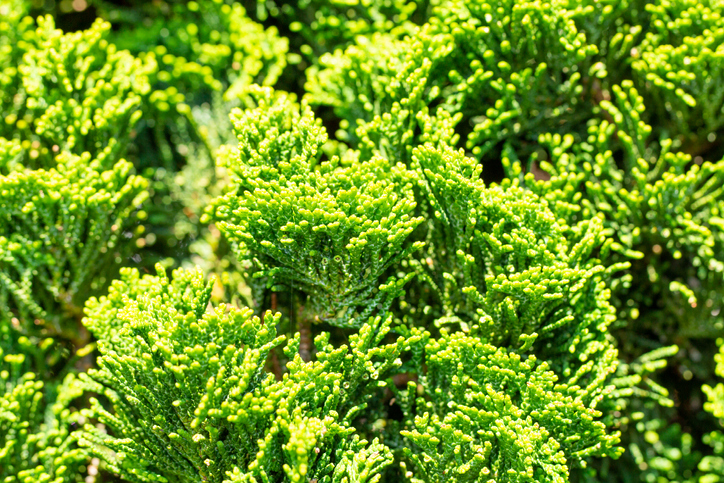 Wie düngt man Zypressen am besten