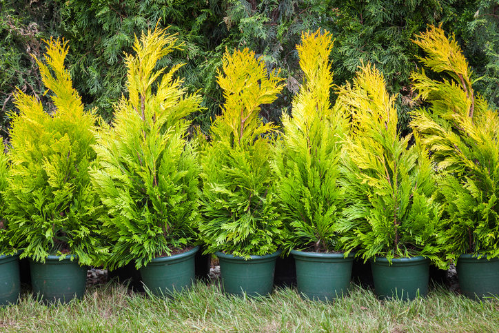 Wie funktioniert das Pflanzen einer Zypresse im Topf