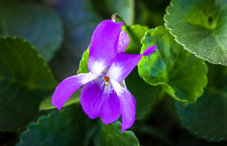 Wie können die Samen der Veilchen geerntet werden