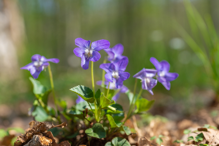 Wie müssen die Samen gesät werden