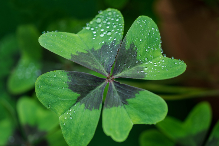 Wie muss der Glücksklee gegossen werden