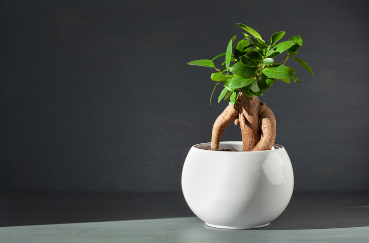 Wie schnell wächst der Ficus Ginseng
