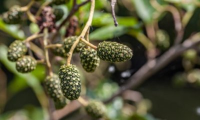 Wie sieht die Frucht der Erle aus