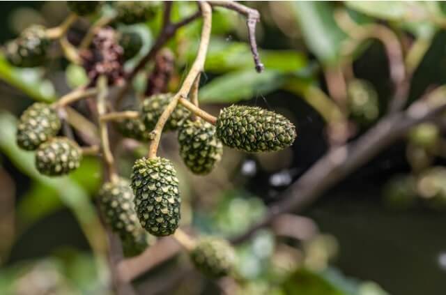 Wie sieht die Frucht der Erle aus