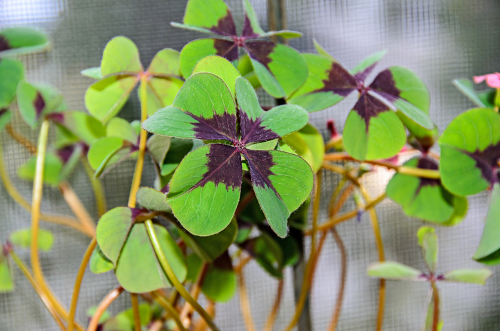 Wie überwintert man Glücksklee