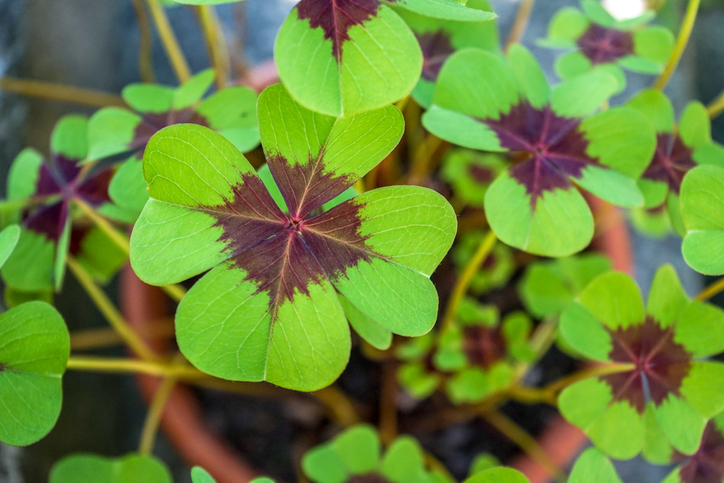 Wie vermehrt man Glücksklee
